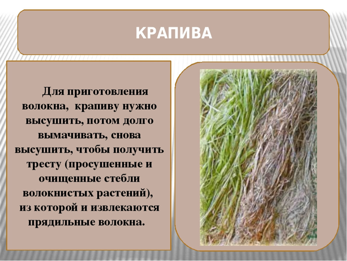 Из какого растения делают ткани. Ткань из крапивы рами. Ткани из волокон растительного происхождения. Волокнистые растения. Растения для производства тканей.