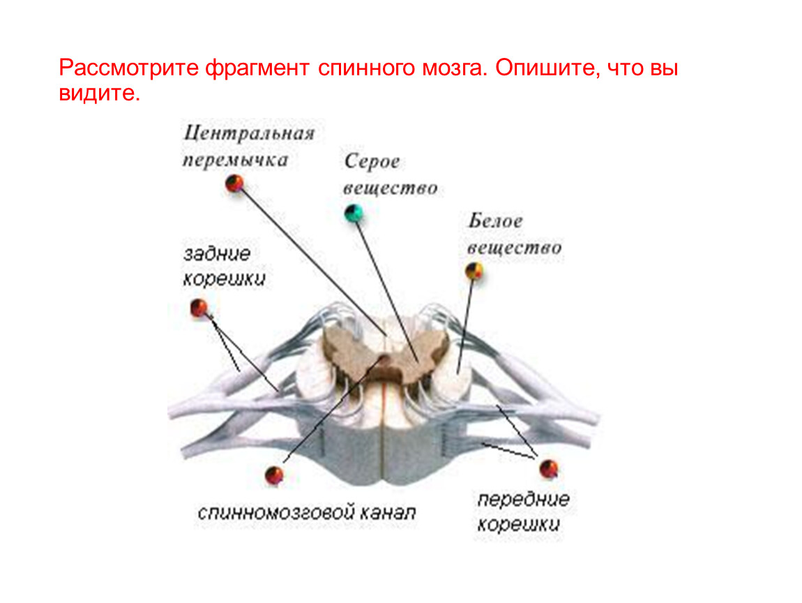 Спинной мозг выходит из. Структура спинного мозга человека. Внутреннее строение спинного мозга. Схема внешнего строения спинного мозга. Внешнее строение спинного мозга анатомия.