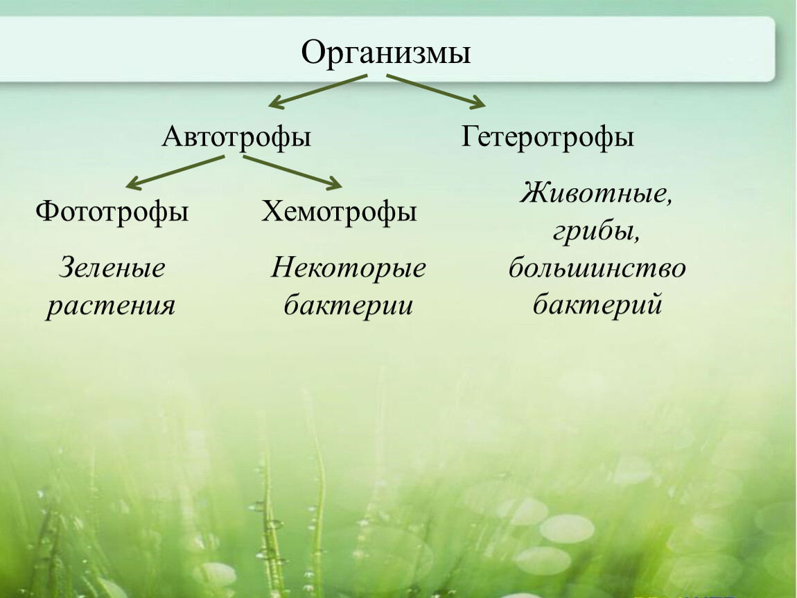 Группа автотрофных организмов