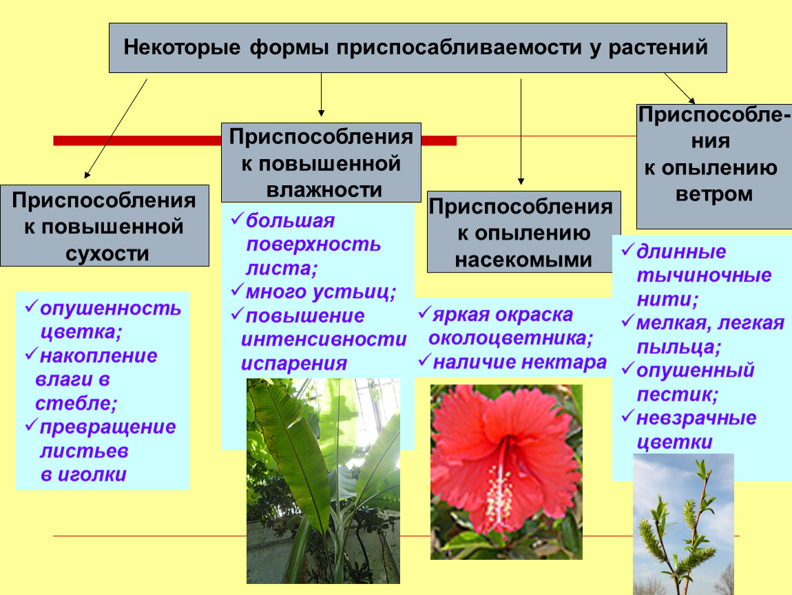 Приспособленность к среде жизни растения. Приспособления растений. Формы приспособленности у растений. Приспособленность растений таблица. Типы приспособленности у растений.