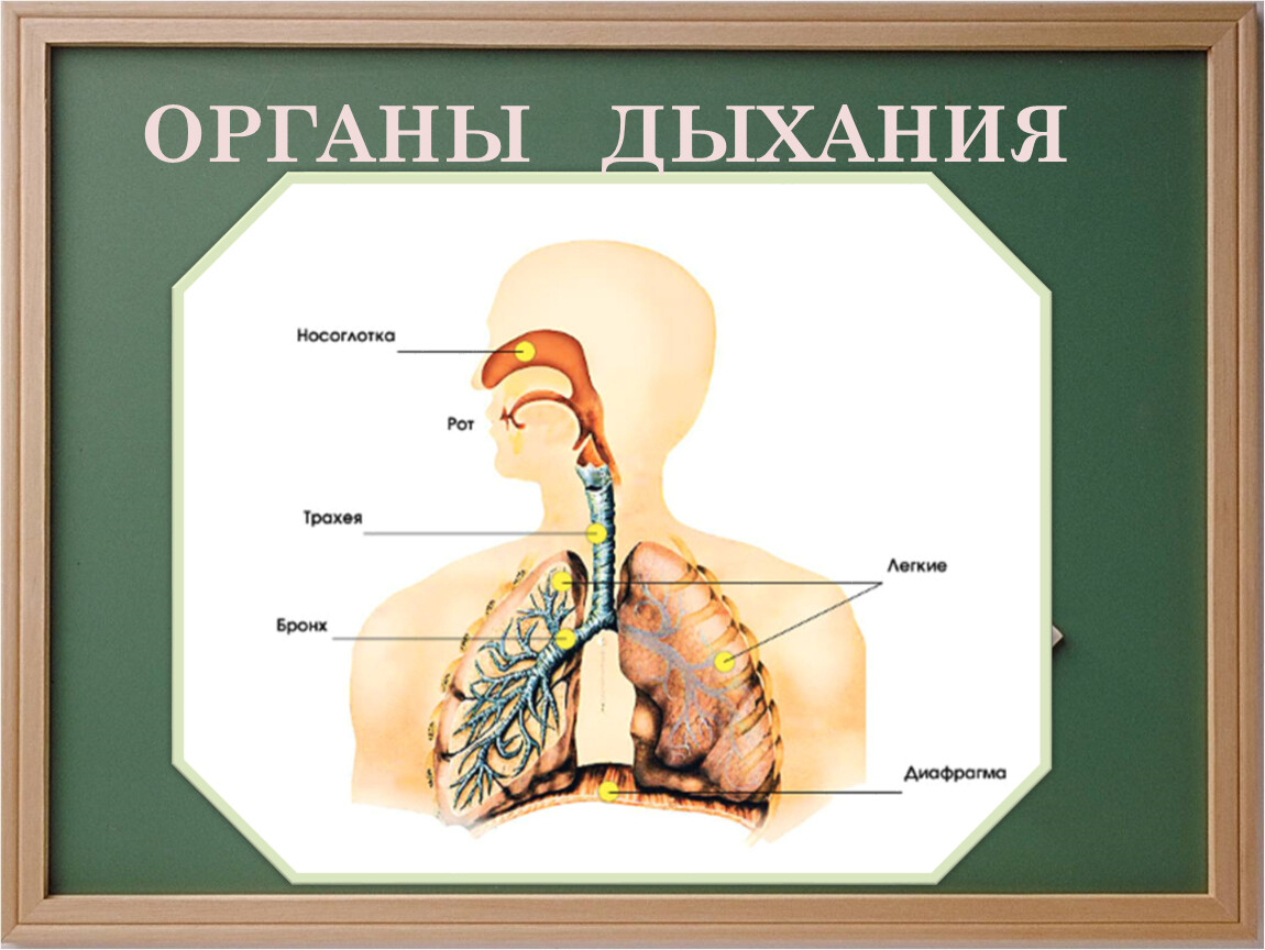 Дыхание картинки для презентации