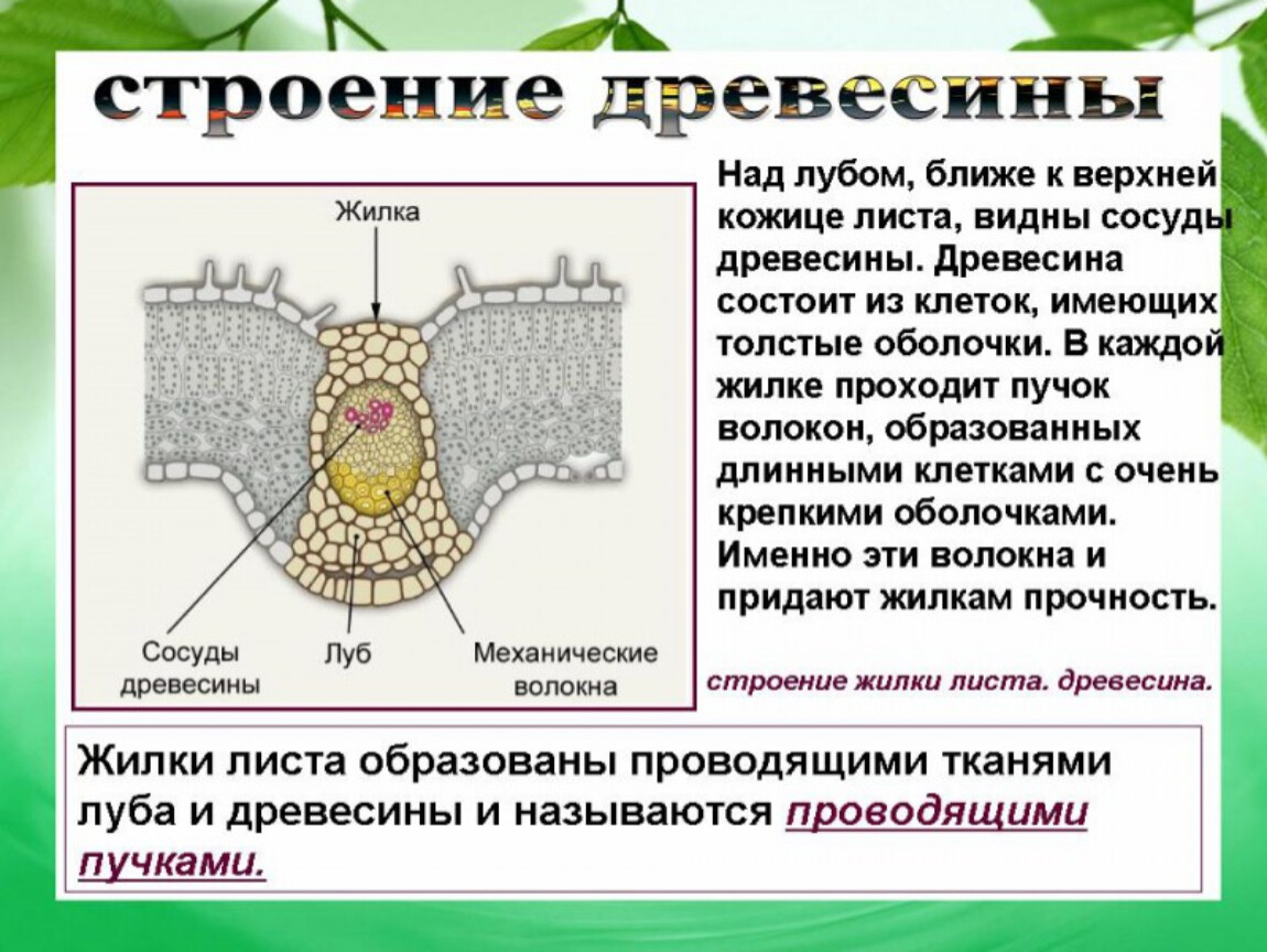 Лист биология презентация