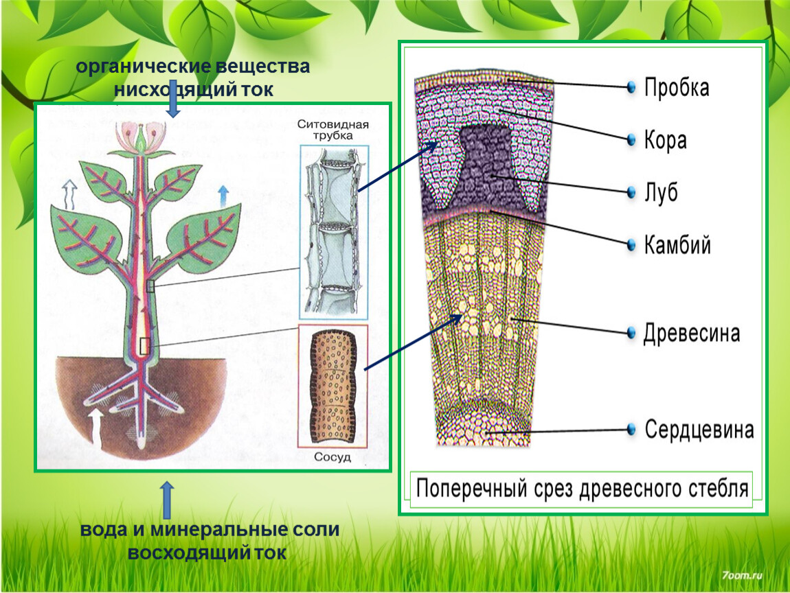 По какой части стебля передвигается вода. Схема передвижения Минеральных веществ в растении. Схема передвижения питательных веществ по растению. Передвижение веществ у растений. Транспорт веществ у растений.