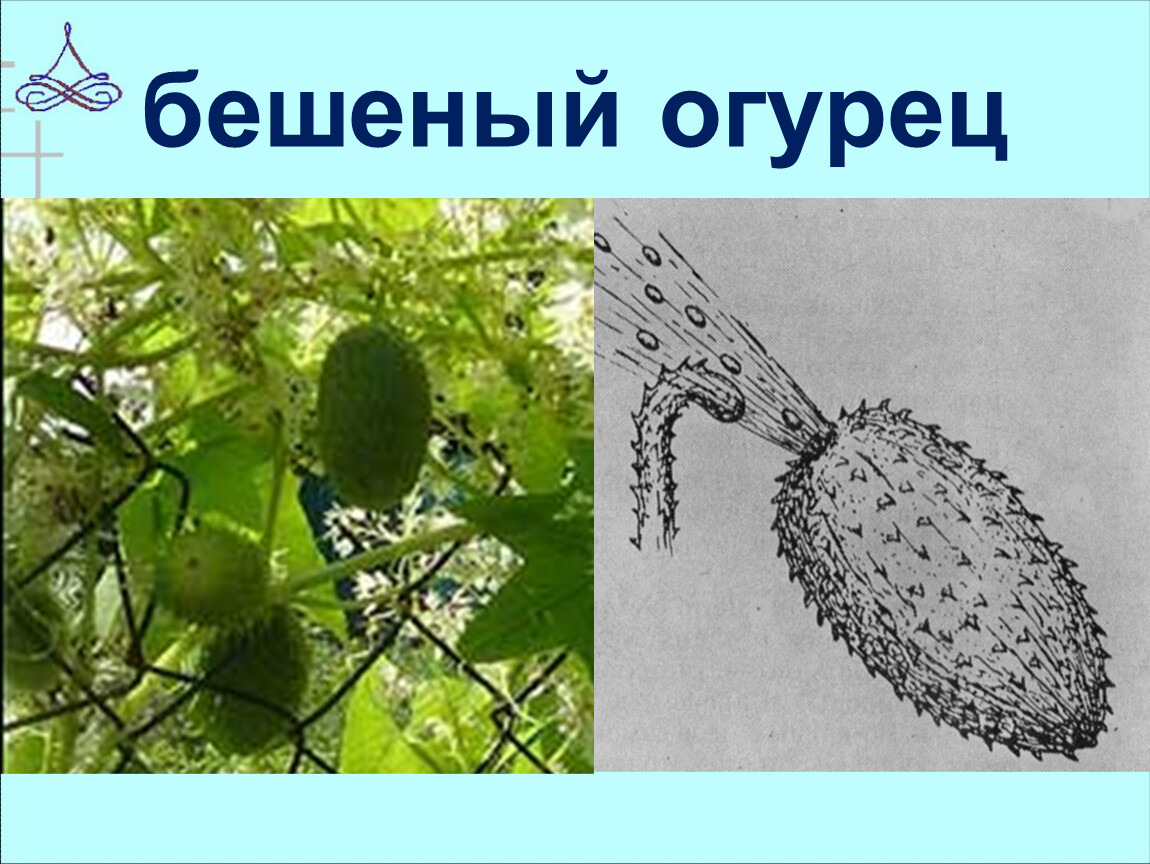 Распространение семян огурцов. Эхиноцистис бешеный огурец. Бешеный огурец семена. Бешеный огурец растение. Плоды бешеного огурца.