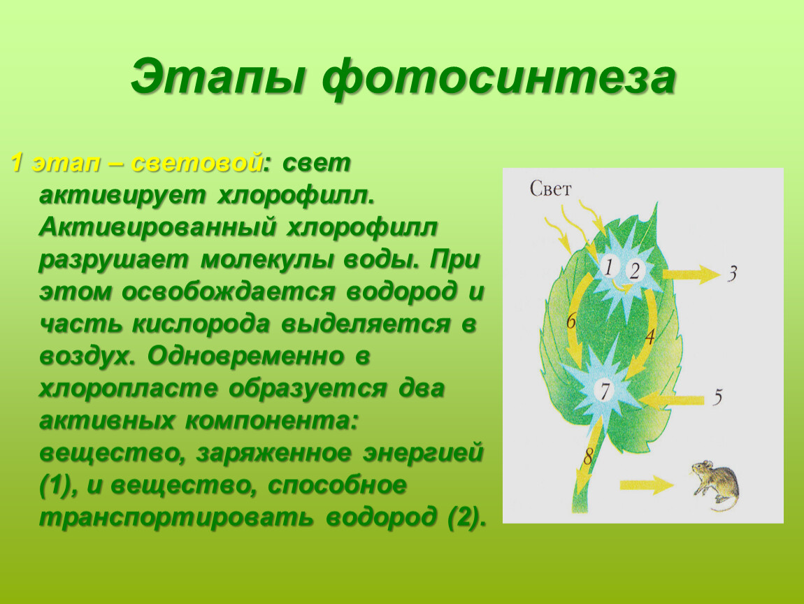 Русский ученый впервые значение хлорофилла для фотосинтеза. Фотосинтез. Этапы фотосинтеза. Хлорофилл фотосинтез. Фотосинтез шаги.
