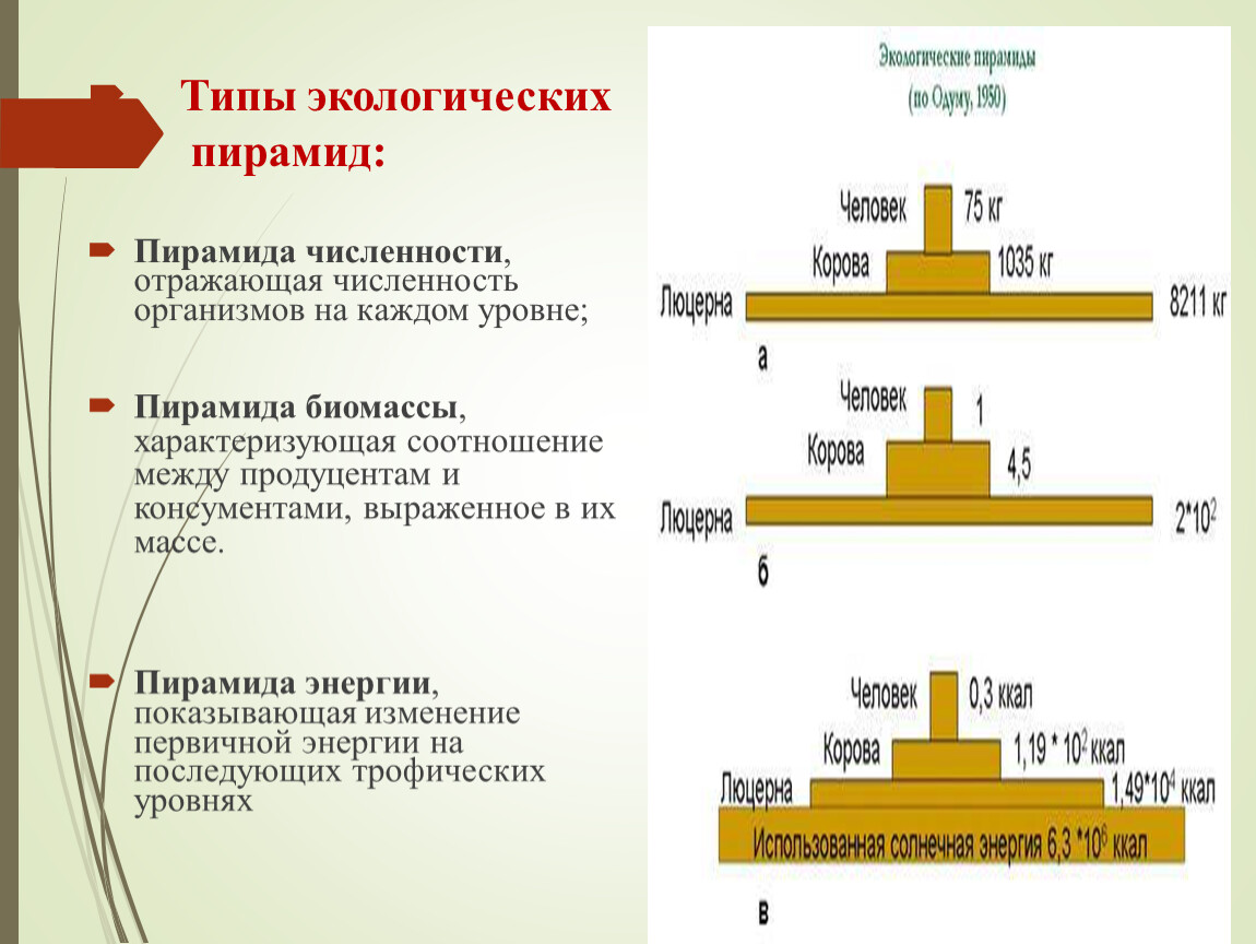 Правило 10 процентов экологическая пирамида