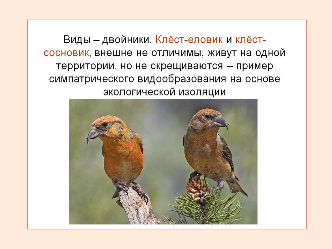 Виды двойники в природе. Клёст-еловик и клёст-Сосновик. Клест еловик и Сосновик отличия. Клест еловик и Сосновик. Клёст-еловик и клёст-Сосновик видообразование.