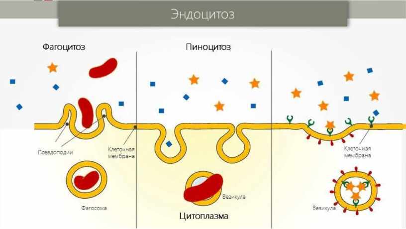Захват мембраной клетки твердых частиц. Механизмы фагоцитоза эндоцитоза пиноцитоза. Схема фагоцитоза и пиноцитоза. Пиноцитоз эндоцитоз экзоцитоз. Фагоцитоз пиноцитоз эндоцитоз экзоцитоз.