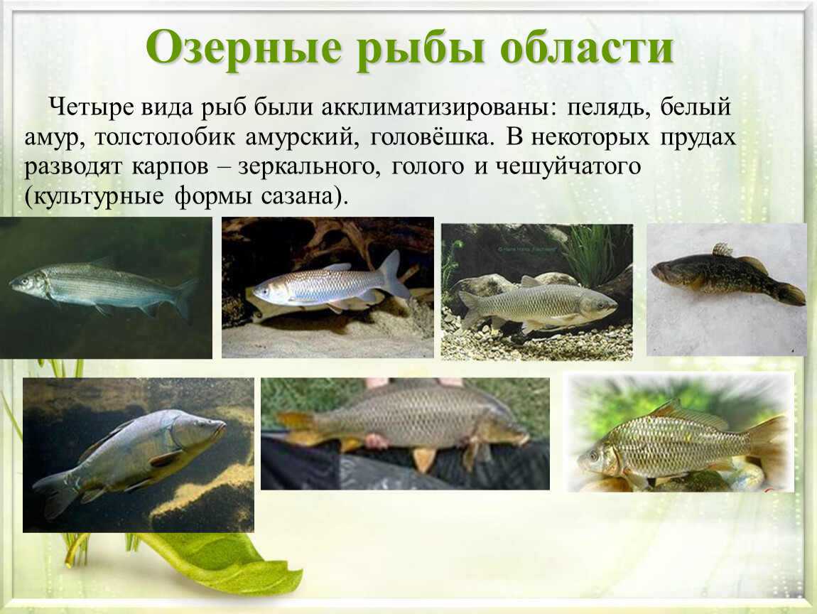 Виды озерных рыб фото и названия