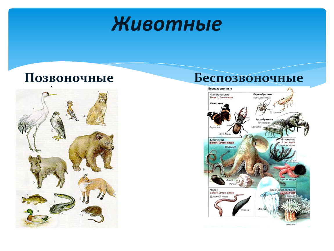 Многообразие животных презентация 5 класса