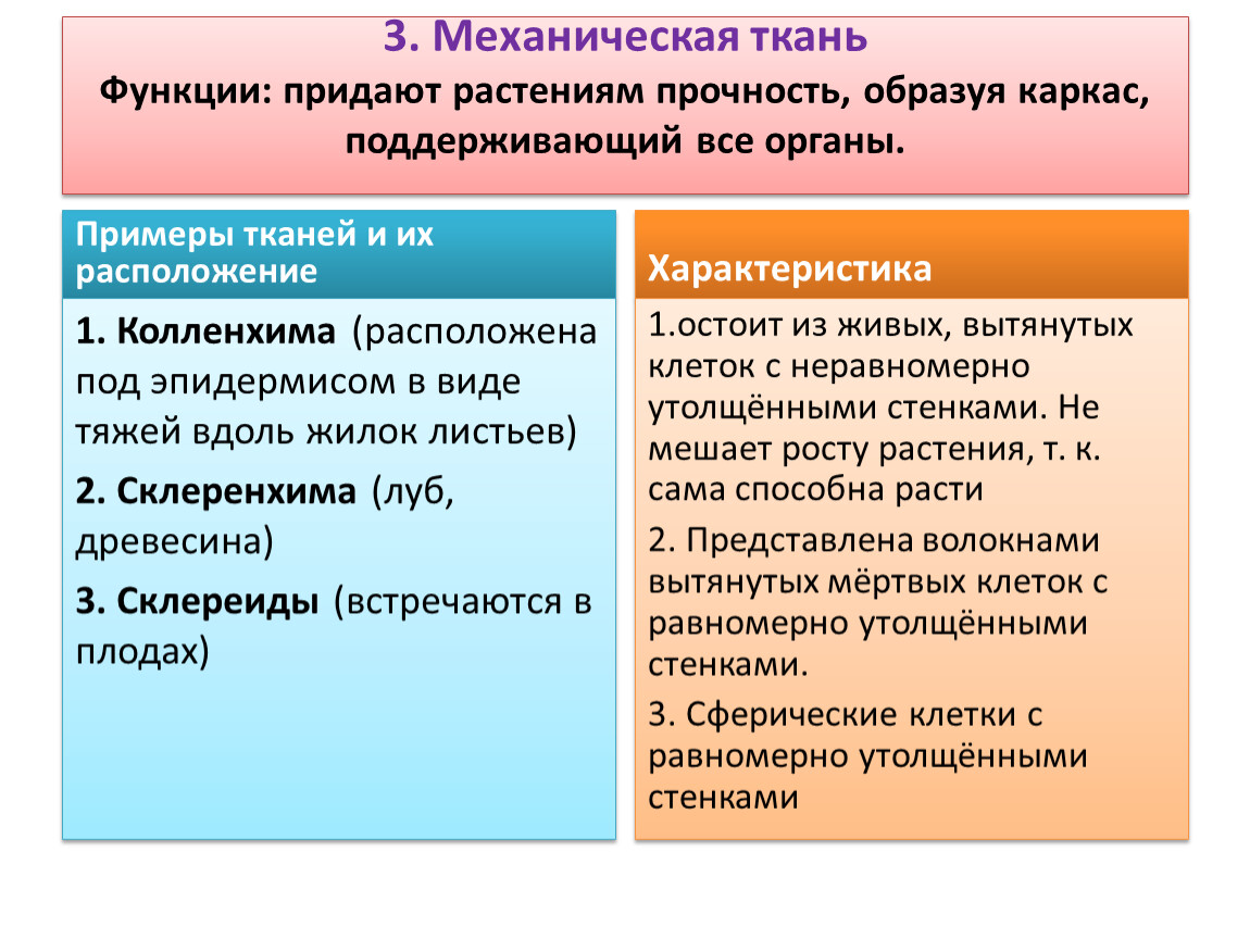 Ткани придающие прочность растениям. Какая ткань придаёт растениям прочность. Придает растениям прочность.