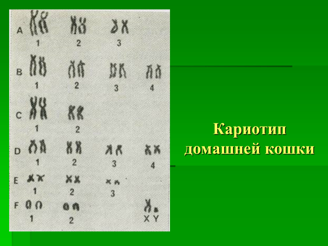 Хромосомы кошки. Кариотип. Кариотип домашней кошки. Кариотип крупного рогатого скота. Нормальный кариотип человека.