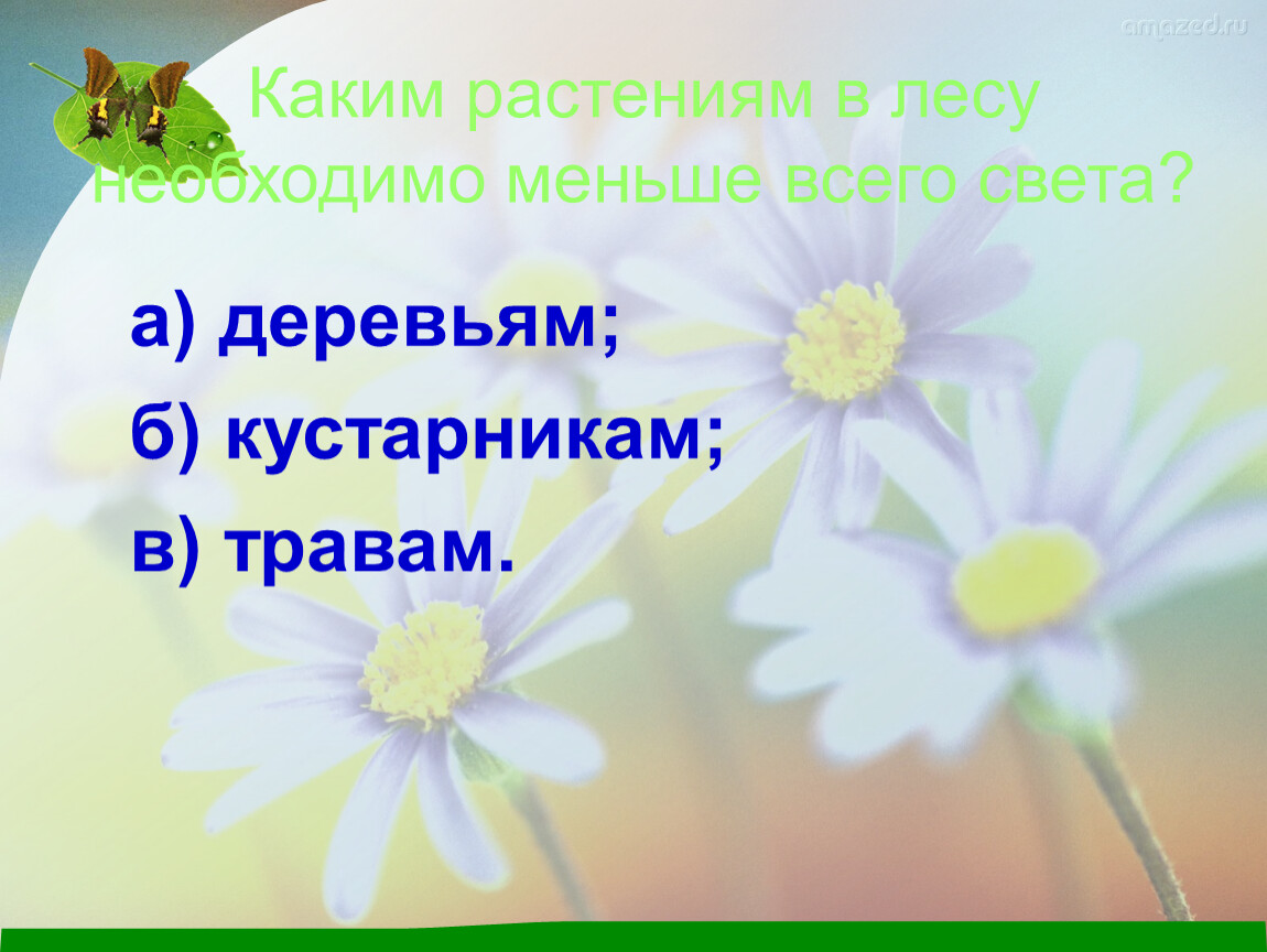 Меньше необходимости. Каким растениям необходимо меньше всего света. Каким растениям в лесу надо меньше всего света. Каким растениям в лесу необходимо меньше света. Каким растениям в лесу требуется больше всего света.