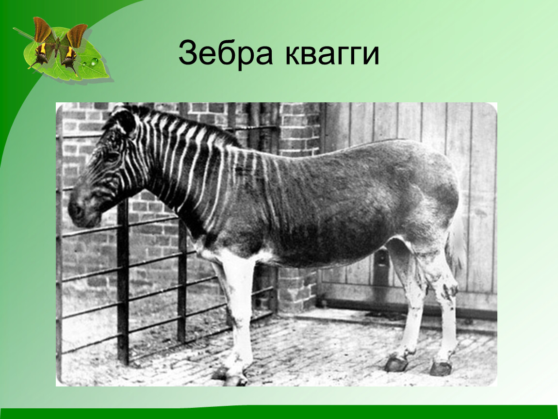 По вине человека. Вымершие непарнокопытные. Тилацин Зебра квагга. Зебра квагга классификация. Квагга красная книга России.