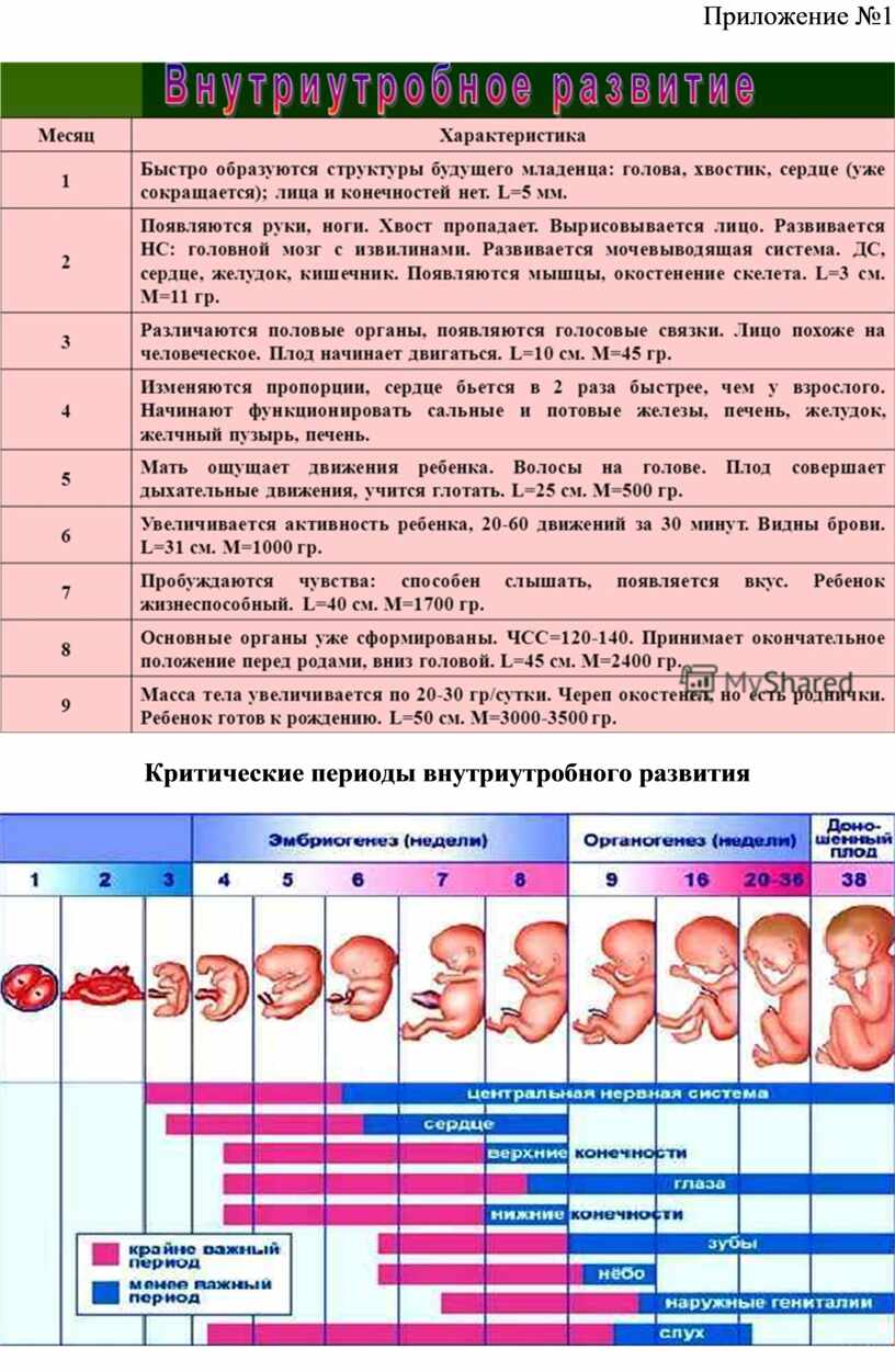 Внутриутробный период характеристика. Периоды внутриутробного развития. Характеристика периода внутриутробного развития. Установите последовательность внутриутробных периодов развития. Внутриутробный этап развития ребёнка задачи.