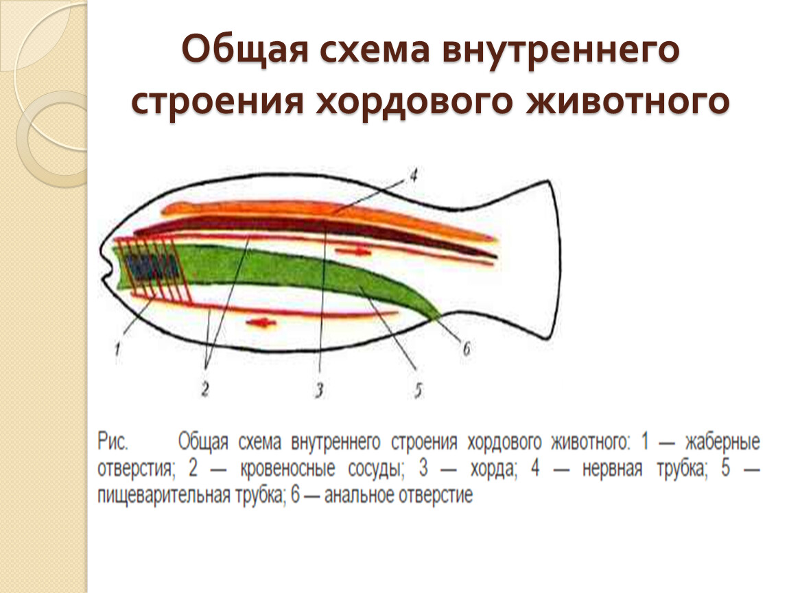 Общий план строения хордовых расположив их внутренние органы в верной последовательности