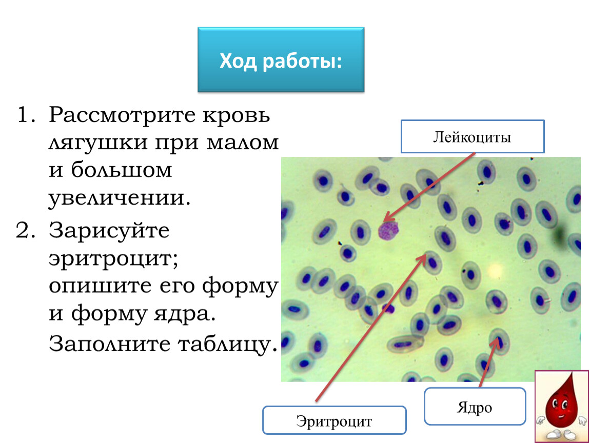 Эритроциты лягушки. Эритроцит лягушки форма и форма ядра. Лейкоциты в крови лягушки строение. Препарат - мазок крови лягушки строение. Кровь лягушки при Малом и большом увеличении микроскопа.