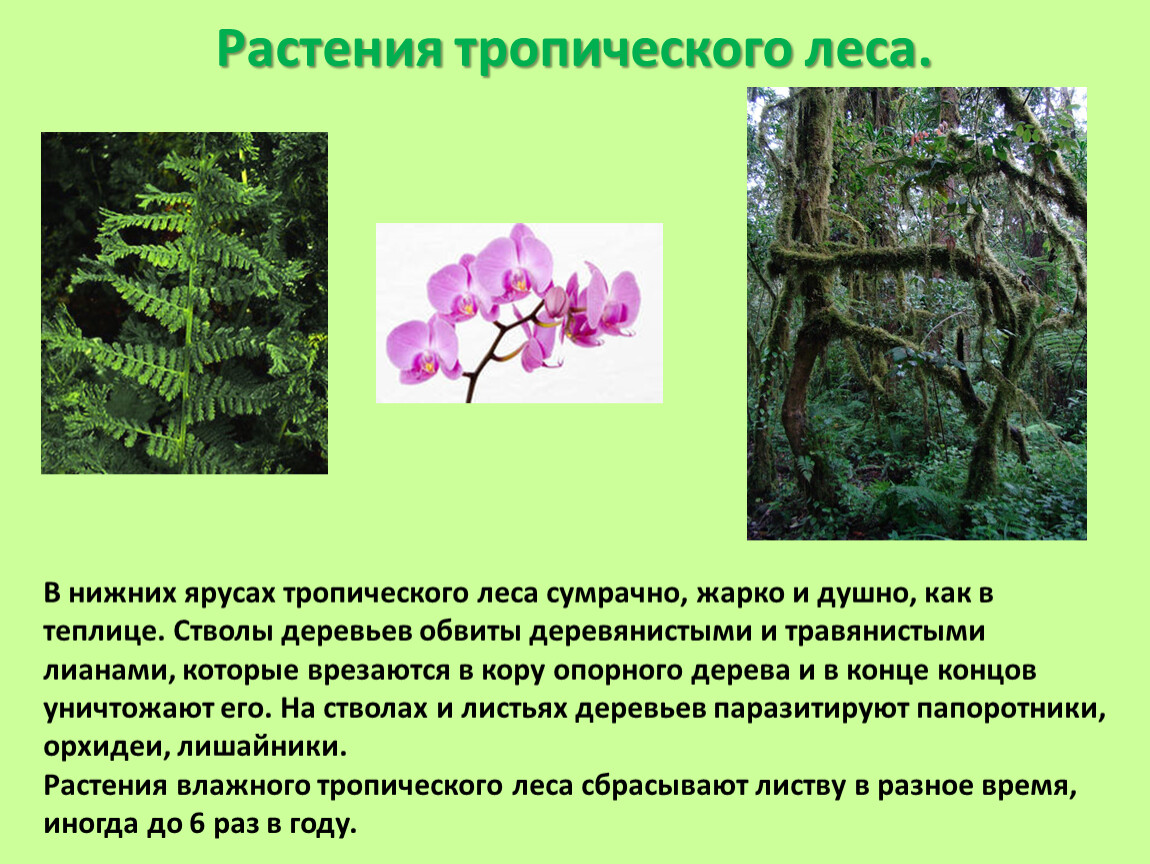Растения леса 5 класс биология. Растения тропического леса. Растения обитающие в тропических лесах. Животные и растения тропических лесов. Растения и животные в тропических лесах.