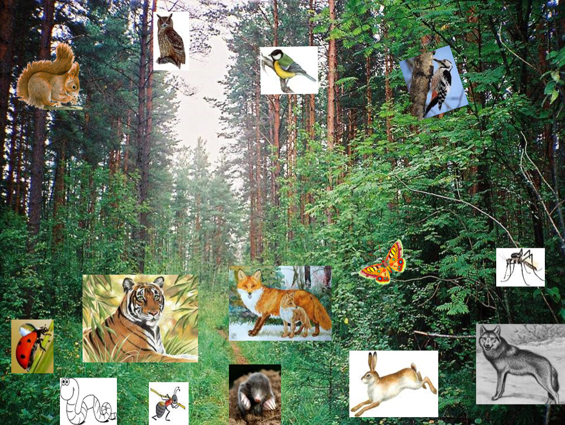 Животные лесного сообщества