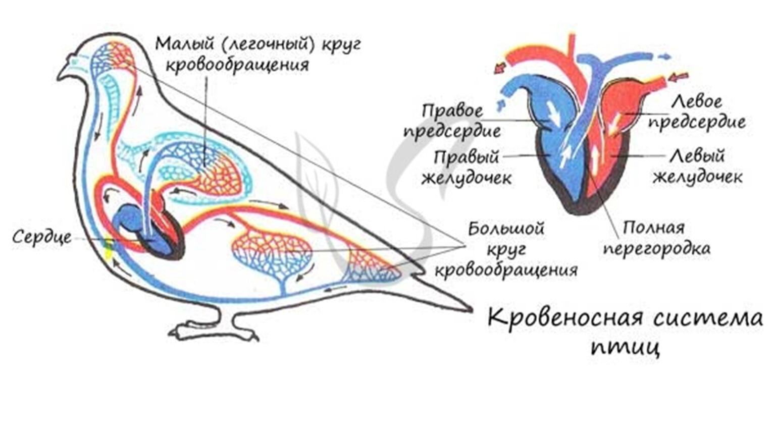 Схема строения кровеносной системы птиц