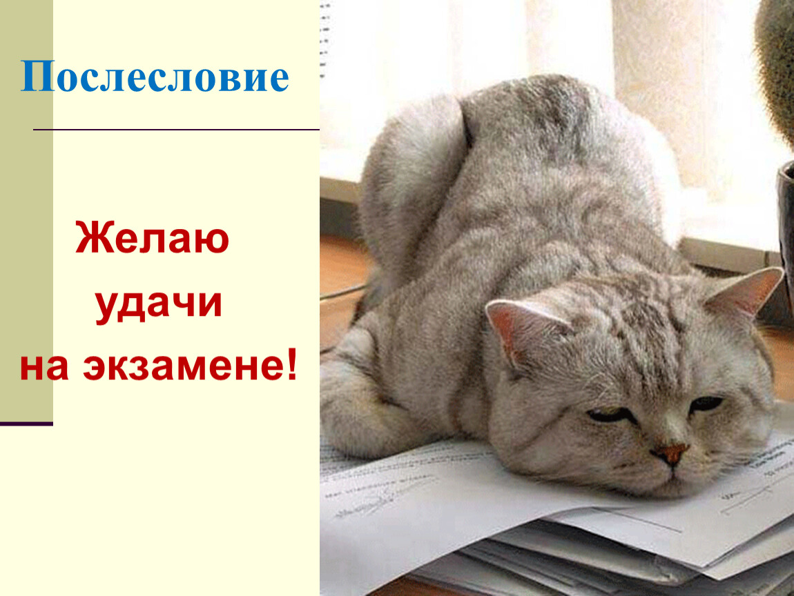 Мне 15 хочу работать. Котик на экзамене. Кот желает удачи на экзаменах. Удачи на экзамене котик. Пожелание удачи на экзамене.