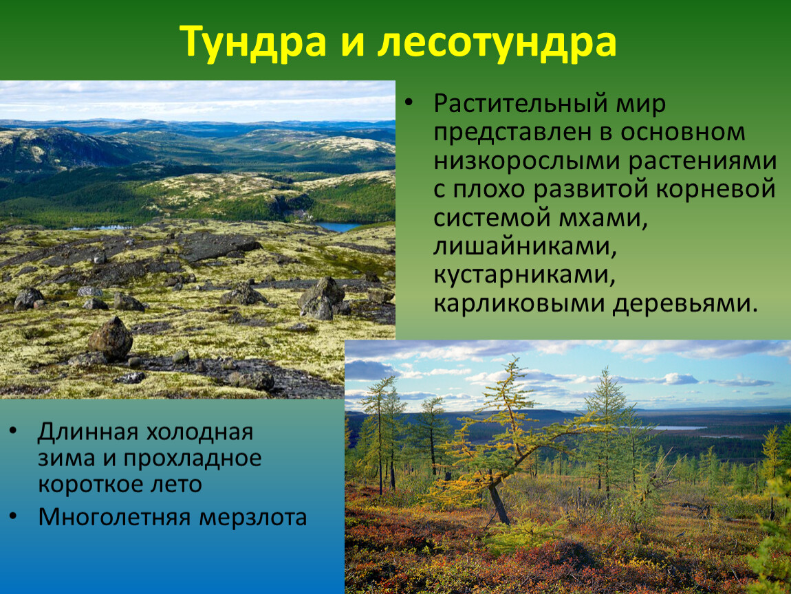 Какой природной зоны нет на европейском юге. Тундра природная зона растительность. Тундра Безлесная зона. Природные зоны тундры и лесотундры. Природная зона тундра климат.