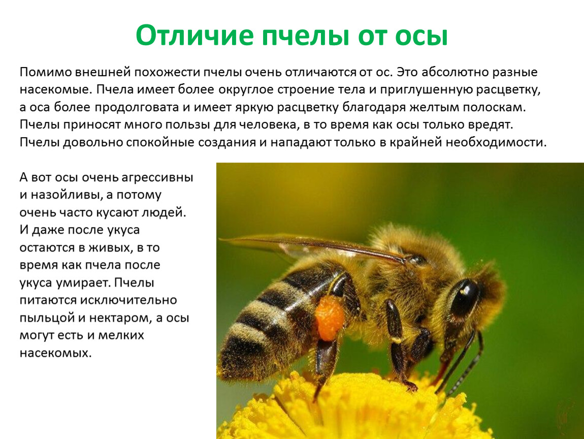 Насекомое пчела 2 класс
