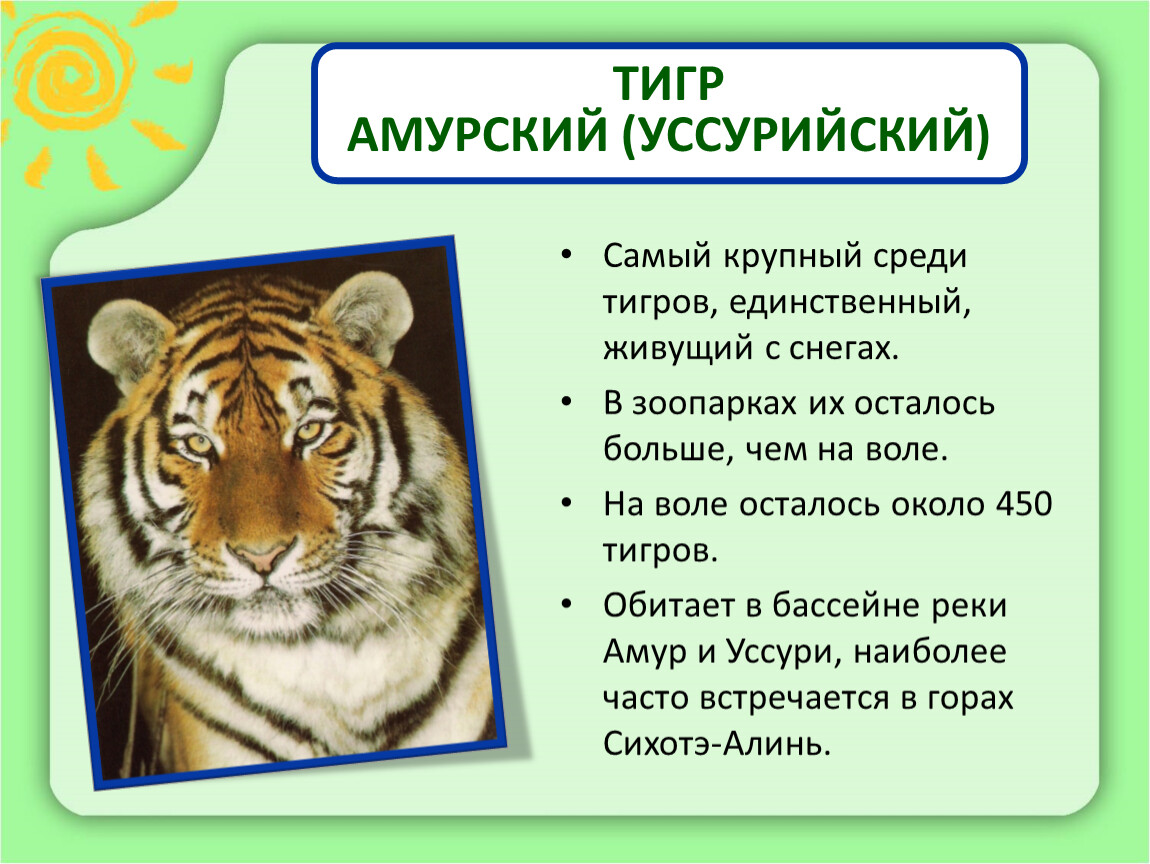 Амурский тигр красная книга 3 класс. Проект Амурский тигр 3 класс окружающий мир. Единственный тигр. Амурский тигр обитает.