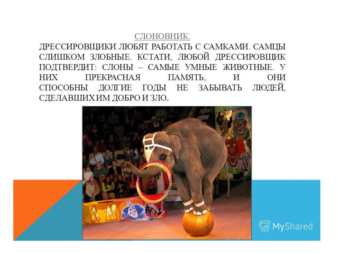 Слово цирк на английском. Презентация животные в цирке. Профессии в цирке. Сообщение о животных в цирке. Цирк для презентации.