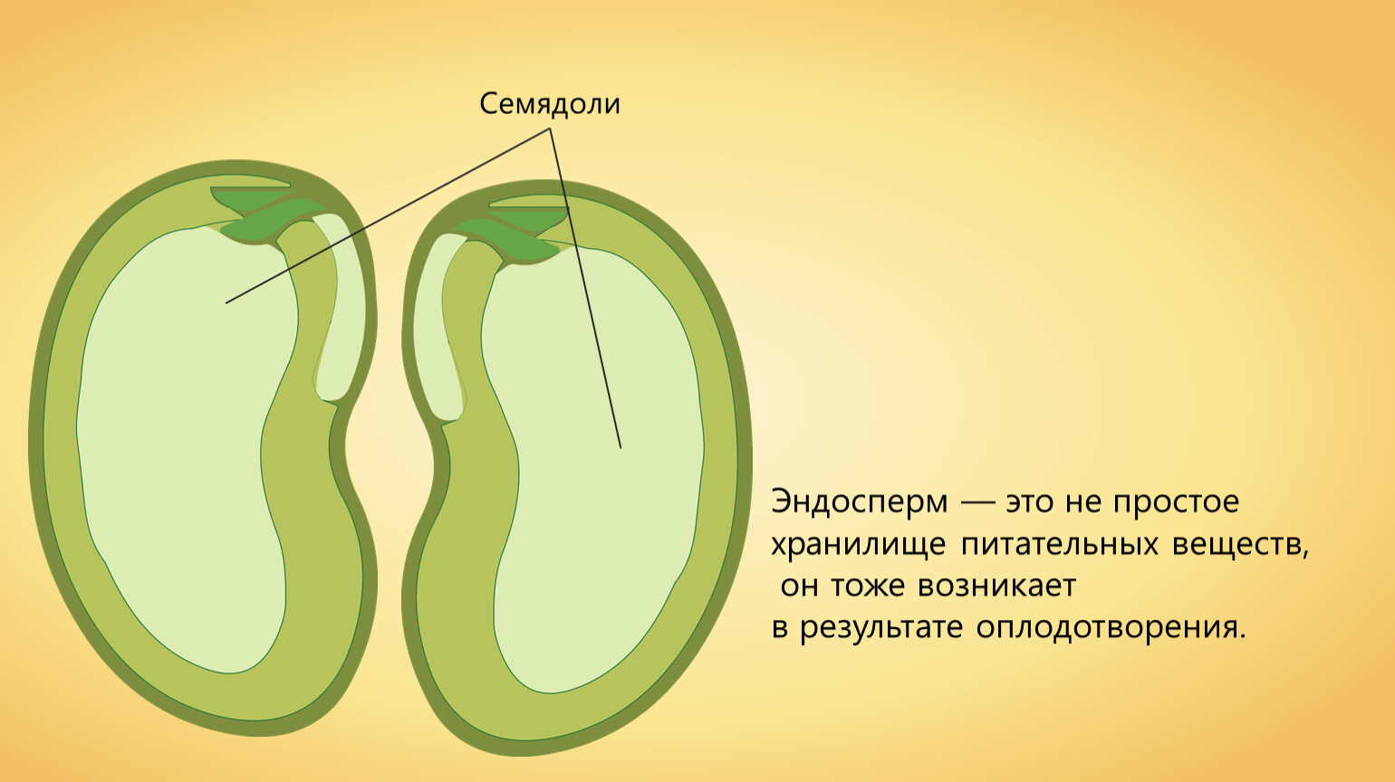 Эндосперм в семени двудольных