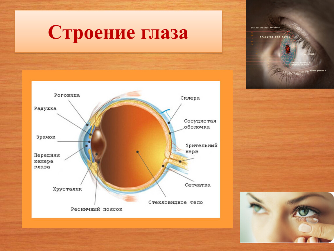 Строение глаза человека 8 класс. Строение глаза. Анатомия глаза человека. Строение глаза анатомия. Строение человеческого глаза.