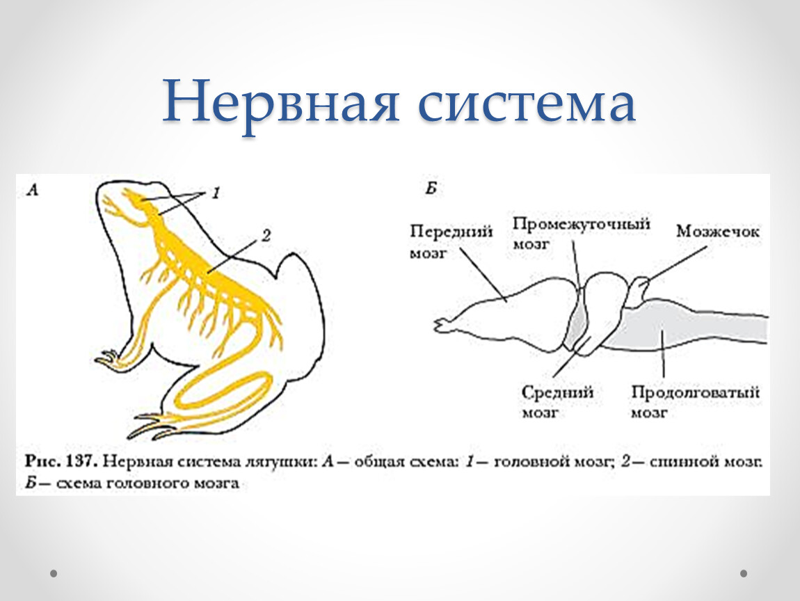 Функция головного мозга лягушки. Схема нервной системы лягушки. Нервная система земноводных схема. Нервная система лягушки рис 132. Нервная система амфибий схема.