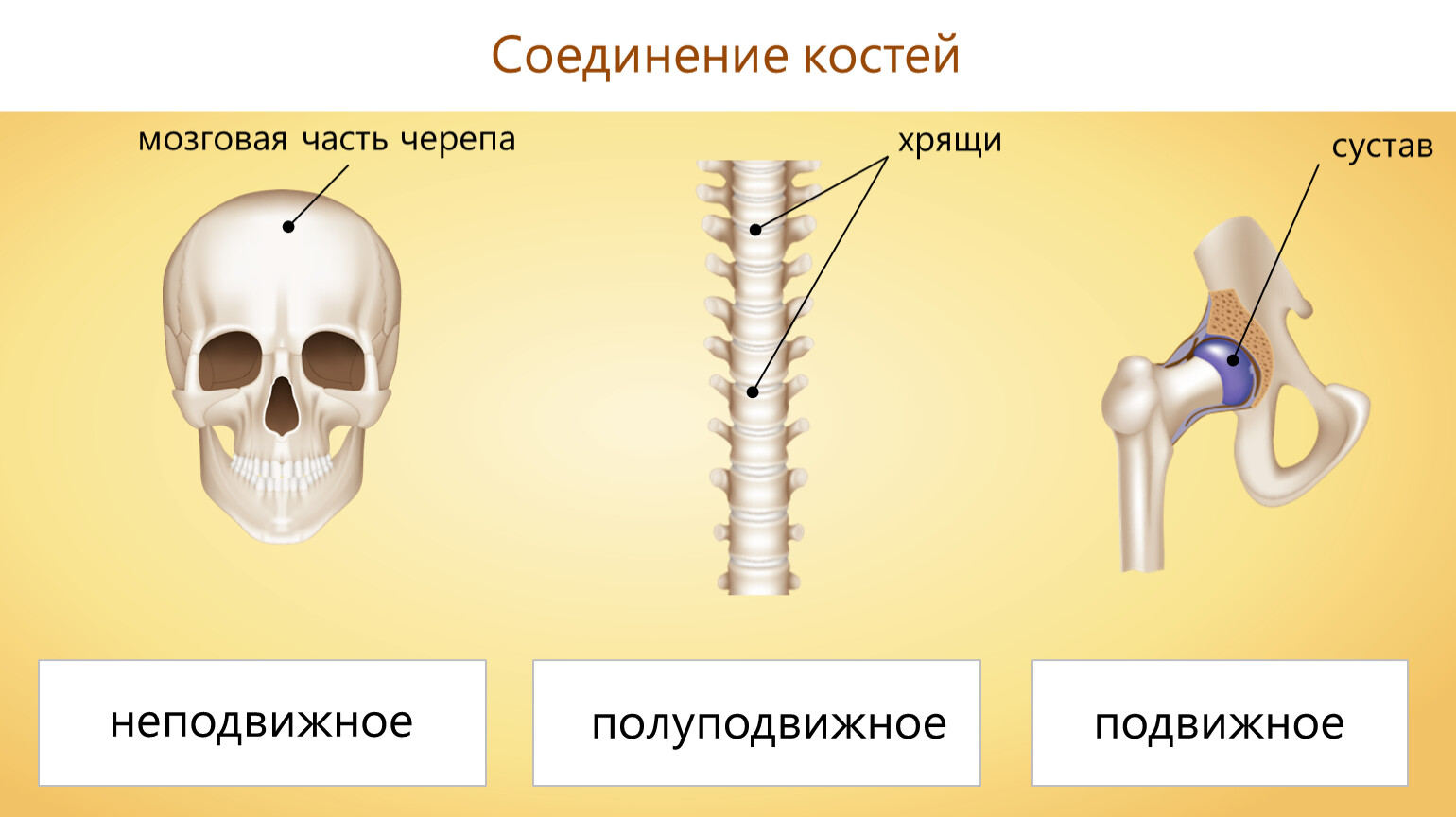 Полуподвижные кости пример. Типы соединения костей неподвижное и полуподвижное. Подвижные соединения костей скелета. Соединение костей неподвижные полуподвижные. Соединения костей подвижные и неподвижные полуподвижные таблица.