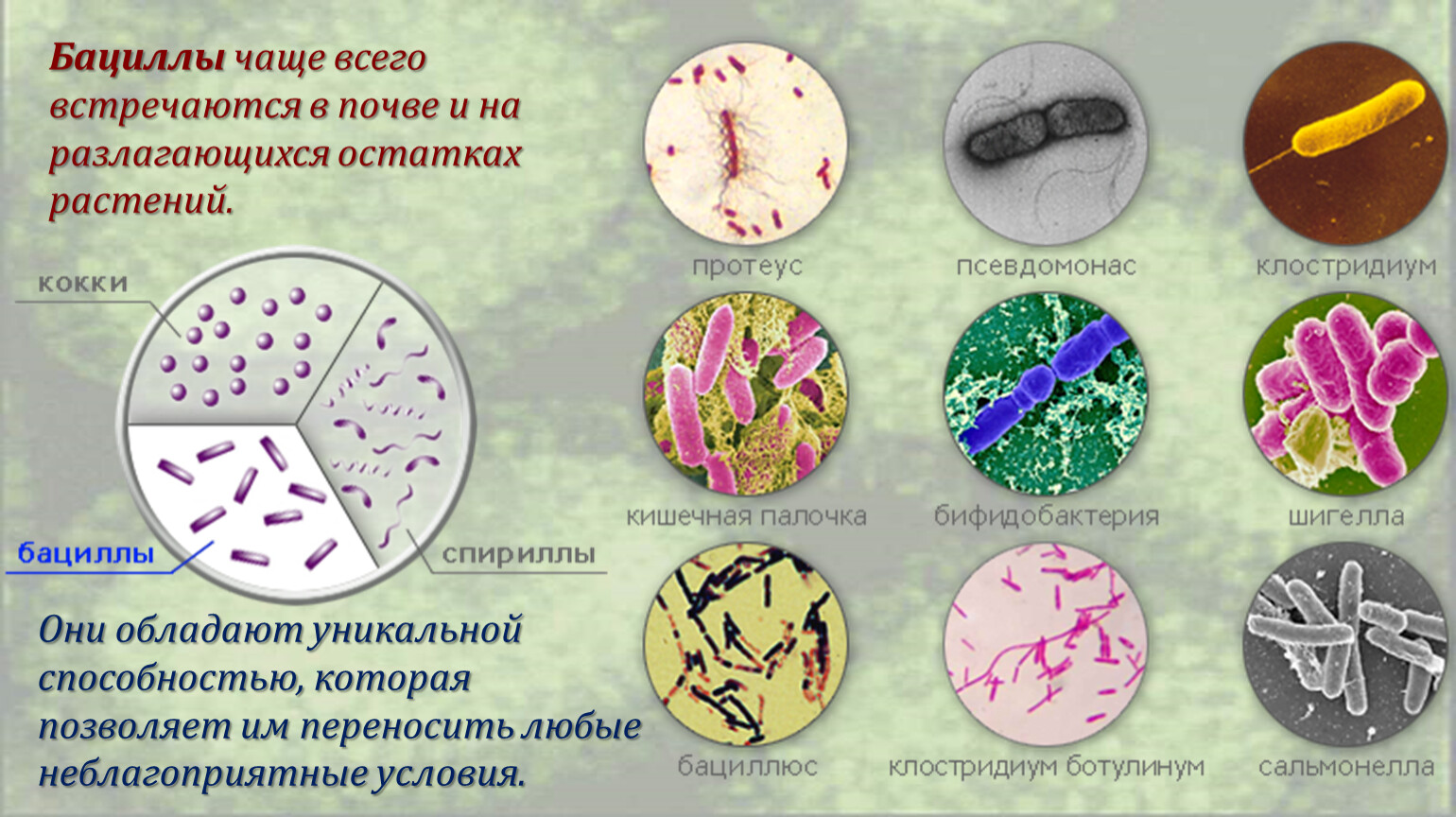 Почвенные бактерии примеры