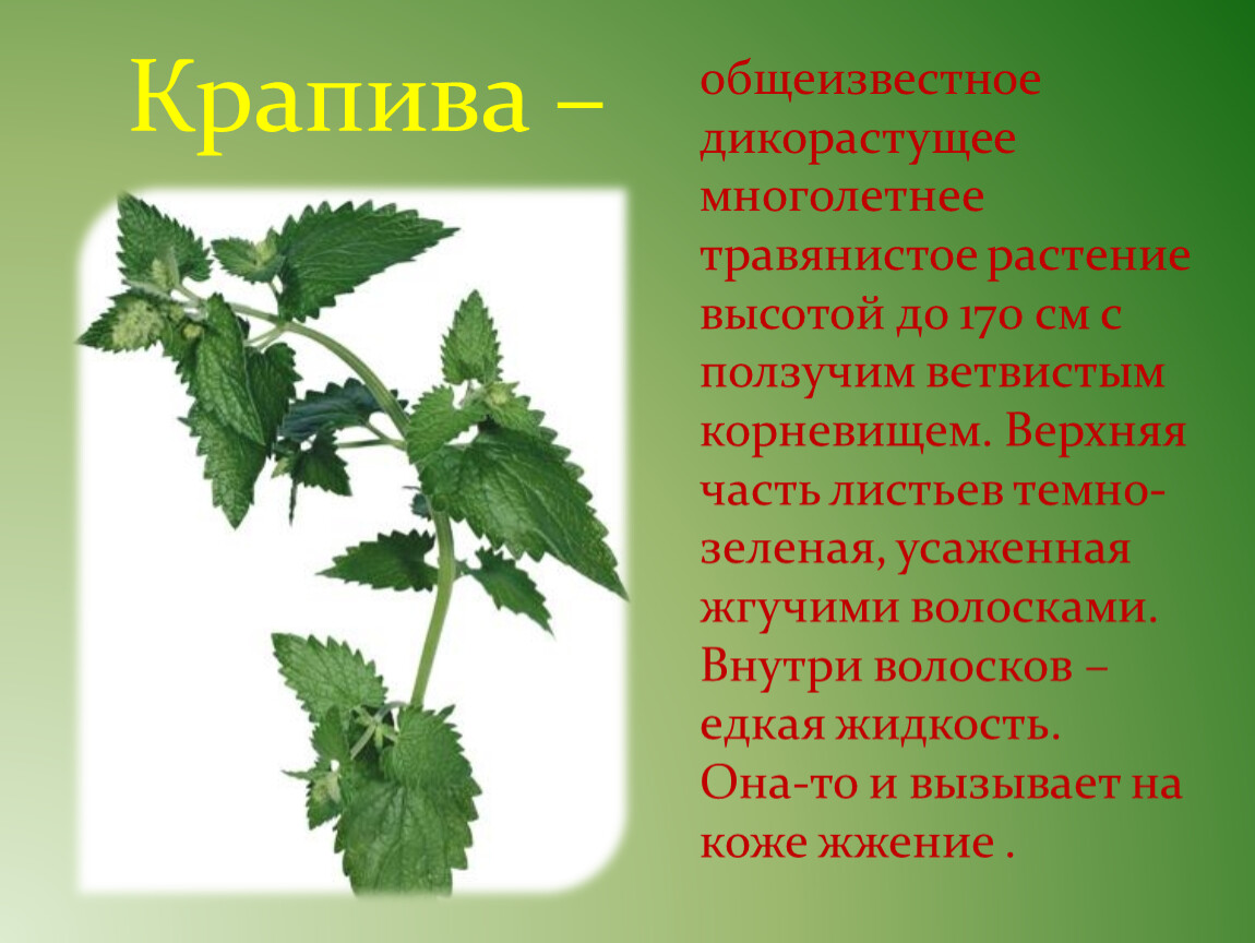 Возле названия. Дикорастущие многолетние травянистые растения. Трава у дома окружающий мир 2 класс. Трава у нашего дома окружающий мир. Трава у дома окружающий мир 2 класс перспектива.