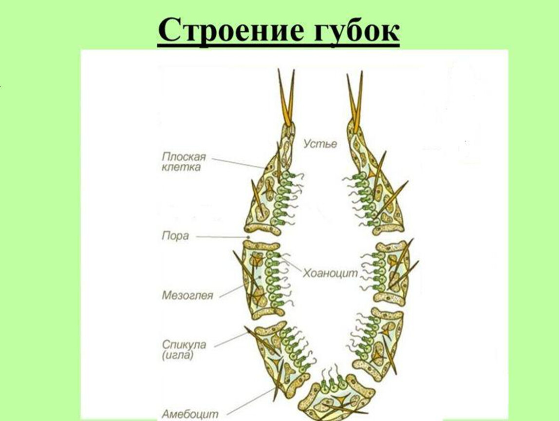 Внутренние губки. Строение губки биология. Строение губки мезоглея. Схема строения губки. Строение Тип губки 7.