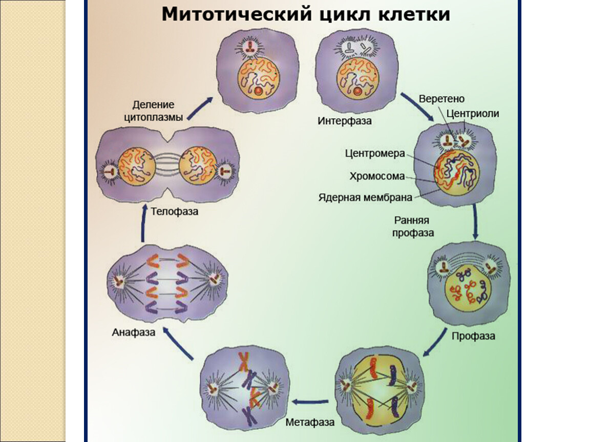 Этапы движения клетки. Схема митотического деления клетки. Схема процесса деления клетки. Митоз фазы митоза и процессы. Периоды митотического деления клетки.