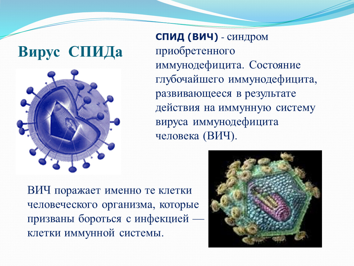 Вич биология. Вирус иммунодефицита человека (ВИЧ / СПИД). Строение вириона ВИЧ инфекции. Вирус ВИЧ поражает клетки. Вирус СПИД кратко.