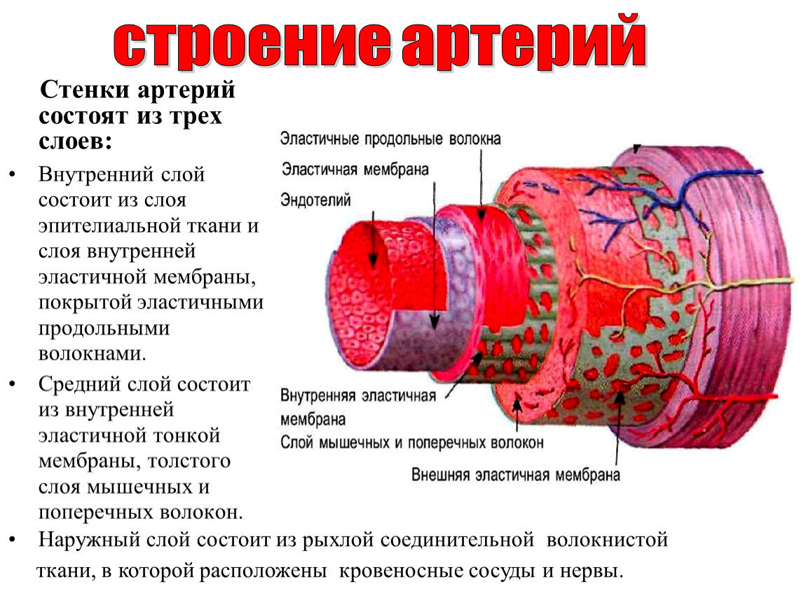 Стенки артерий и вен имеют. Стенка артерии. Строение стенки артерии. Артерия состоит из. Стенки артерии состоят.