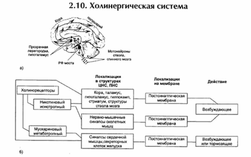 2 системы мозга. Холинергические структуры мозга. Холинергическая нервная система. Роль холинергической системы. Адренергическая и холинергическая системы.