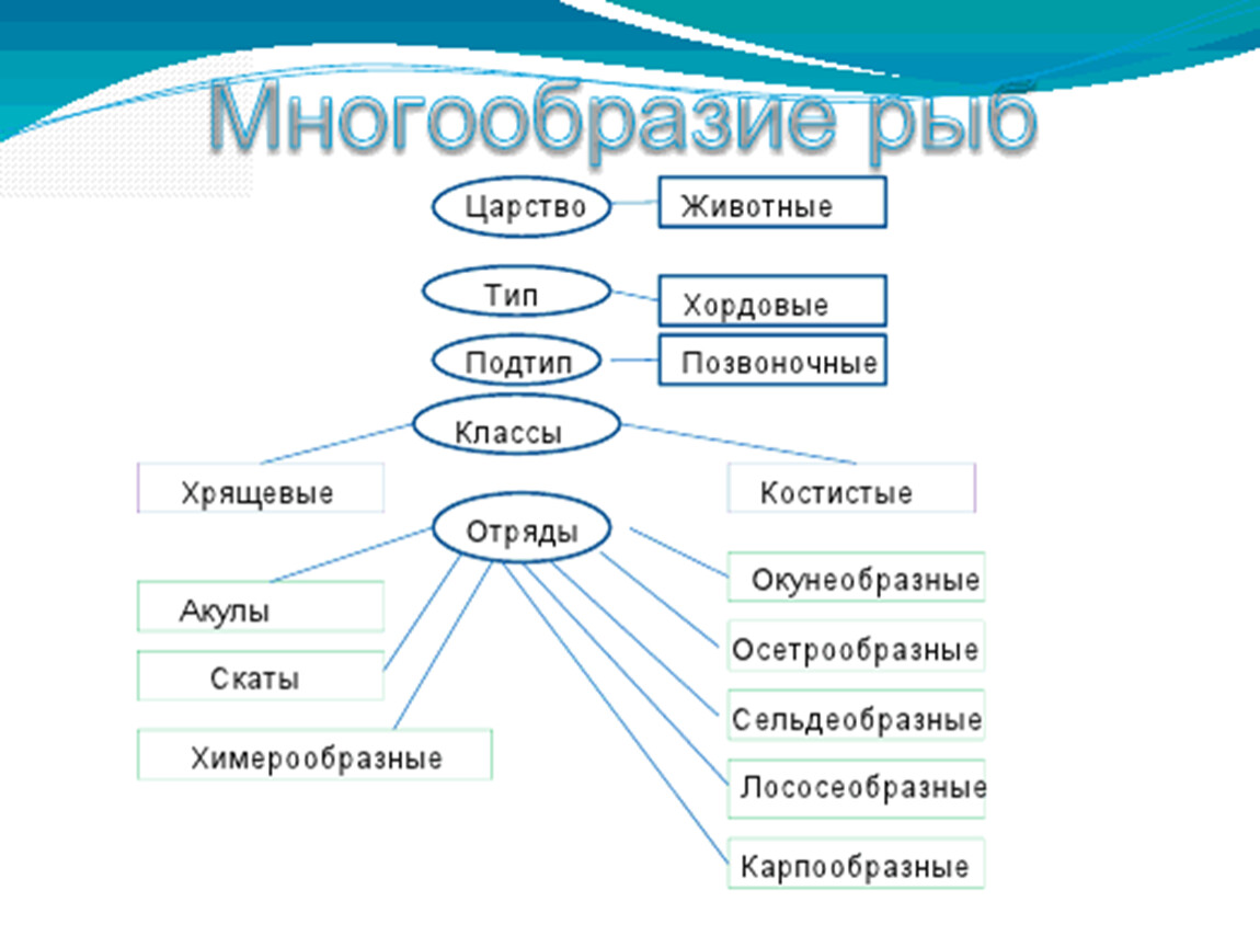 Систематика позвоночных животных схема