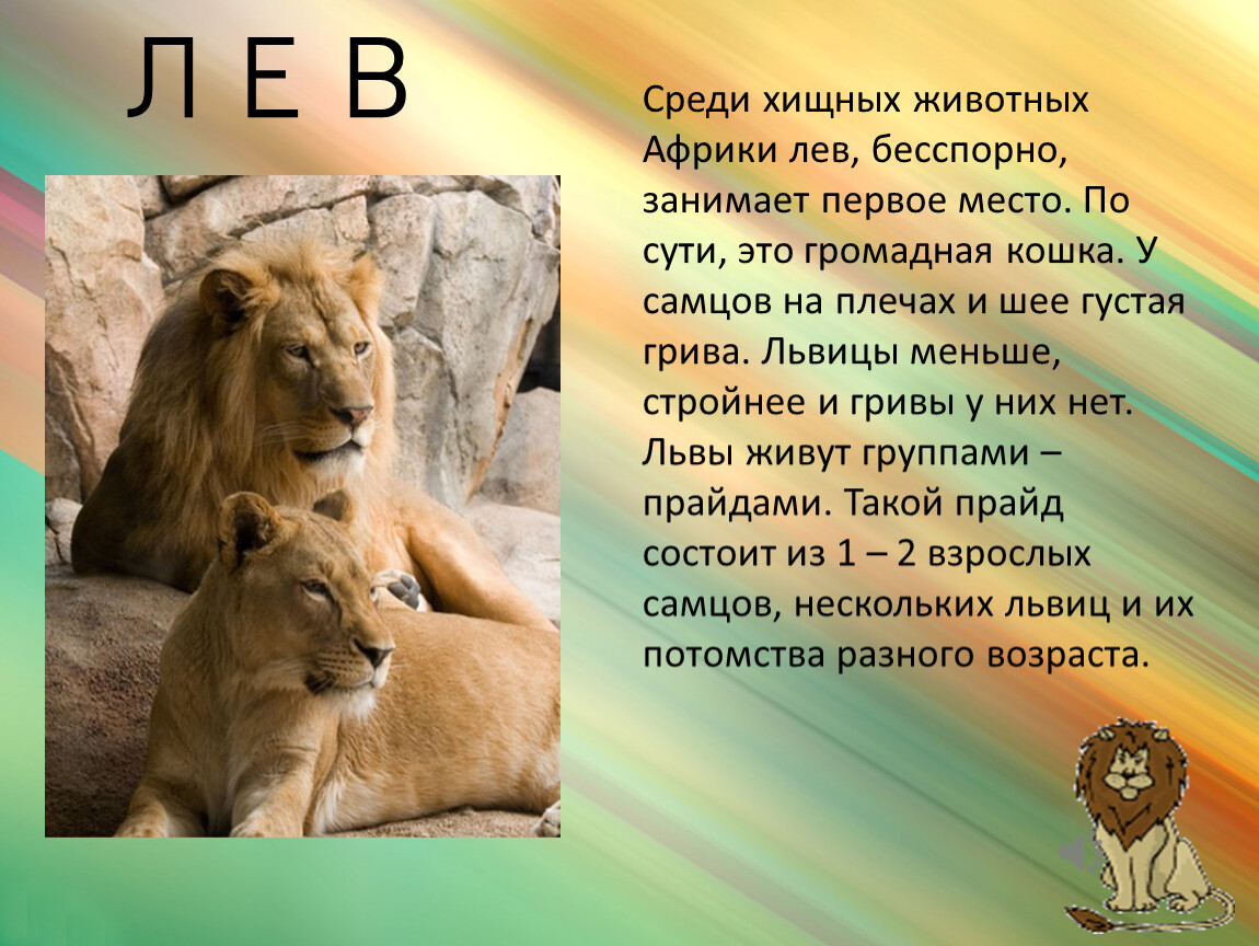 Можно считать что львы. Описание животных. Доклад о животных. Презентация про животных. Текст про животных.