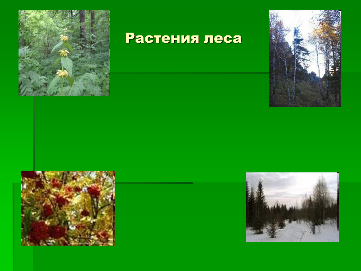 Леса презентация 2 класс. Растения нашего леса. Жизнь леса растения. Растения леса окружающий мир. Растения в лесу 4 класс.