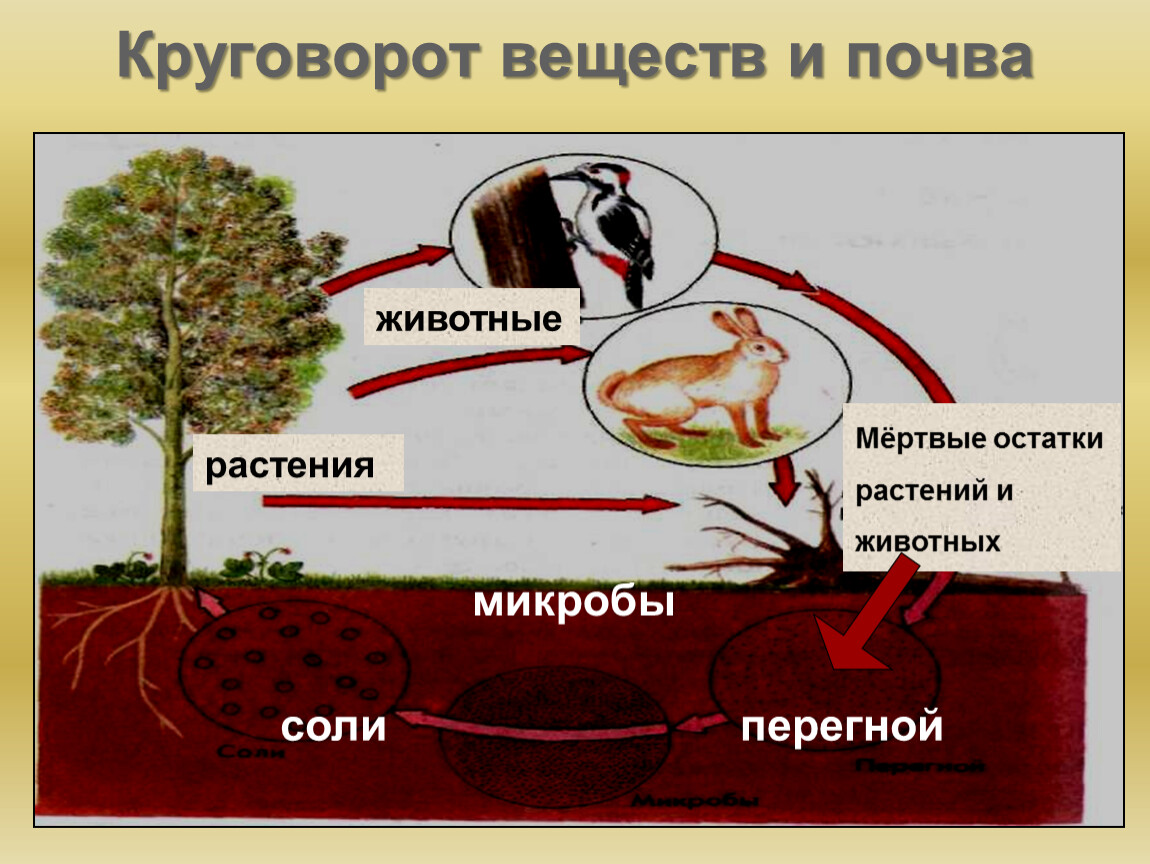 В агроценозе незамкнутый круговорот. Круговорот веществ в природе. Круговорот веществ в пр. Модель круговорота веществ в природе. Круговорот веществ в природе вещества.