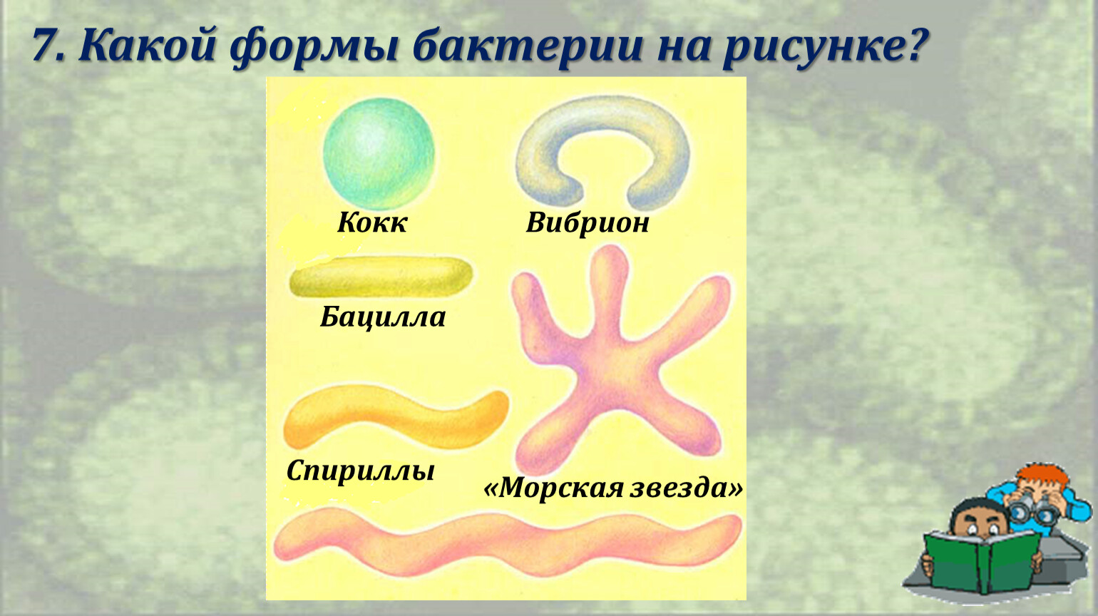 S форма бактерий. Формы бактерий. Форма бактерии сделать своими руками.