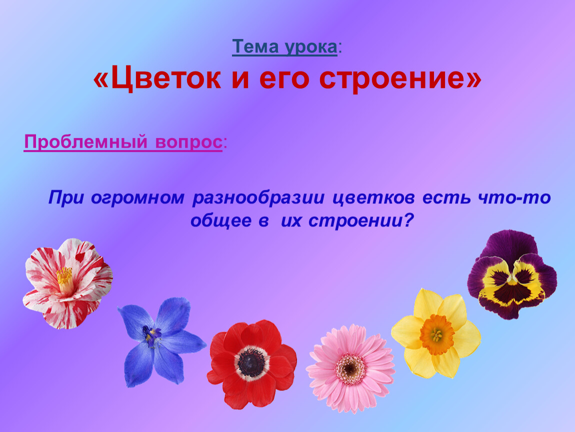 Урок цветок. Тема урока цветок и его строение. Тема урока цветы. Цветок на урок. Открытый урок по теме цветок.