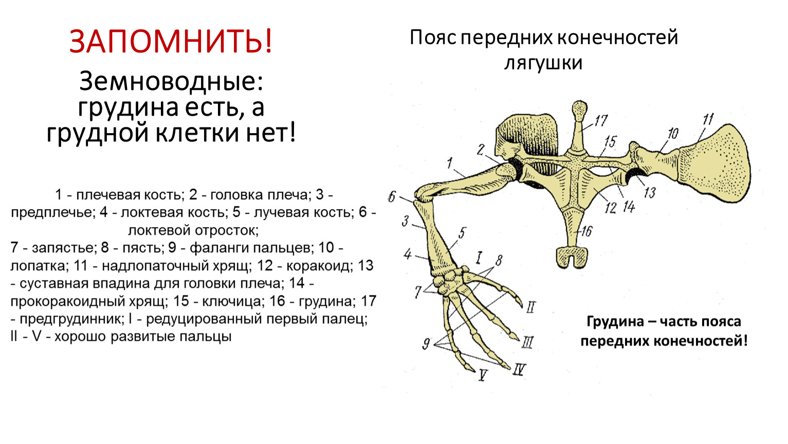 Скелет передних конечностей лягушки. Строение поясов конечностей лягушки. Кости пояса верхних конечностей лягушки схема. Скелет пояса верхних конечностей у лягушки. Пояс верхних конечностей плечевой пояс лягушки.