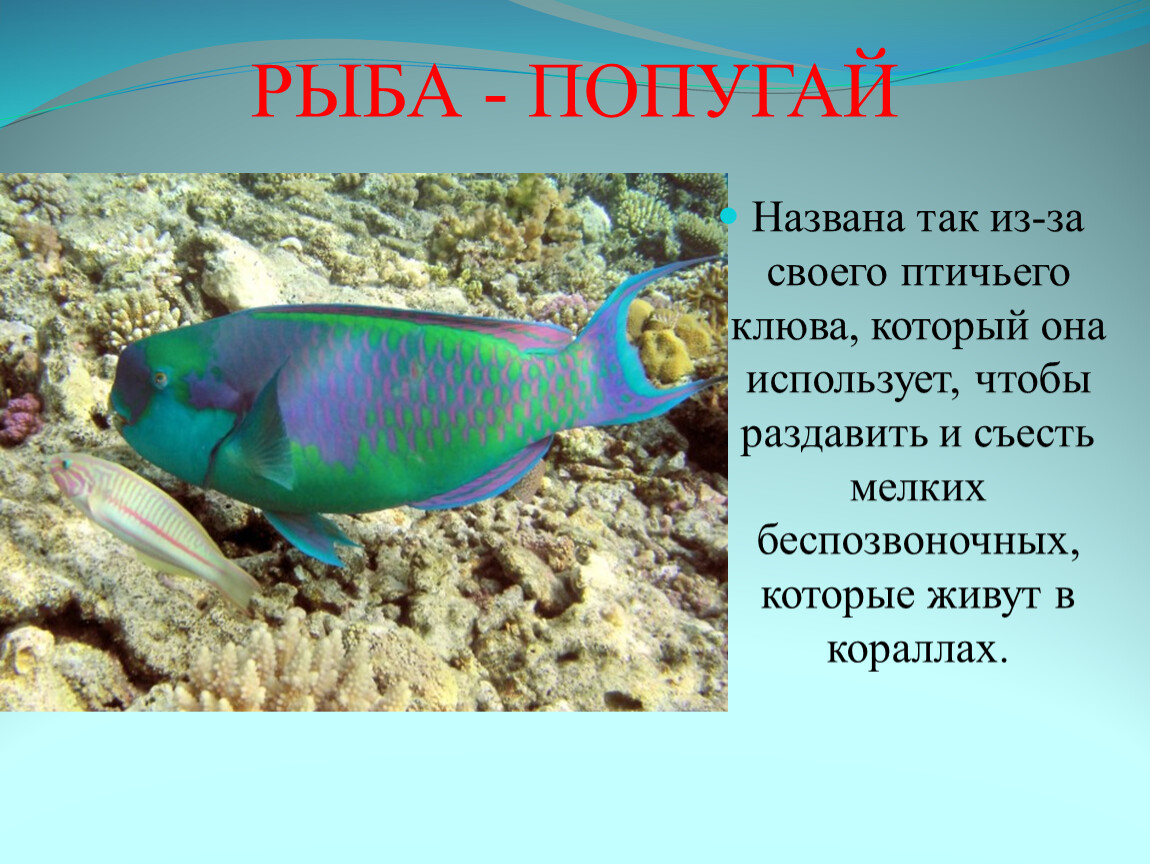 Рыбы презентация для детей. Интересные рыбы. Рыба попугай описание. Удивительные рыбы проект. Удивительные рыбы презентация.