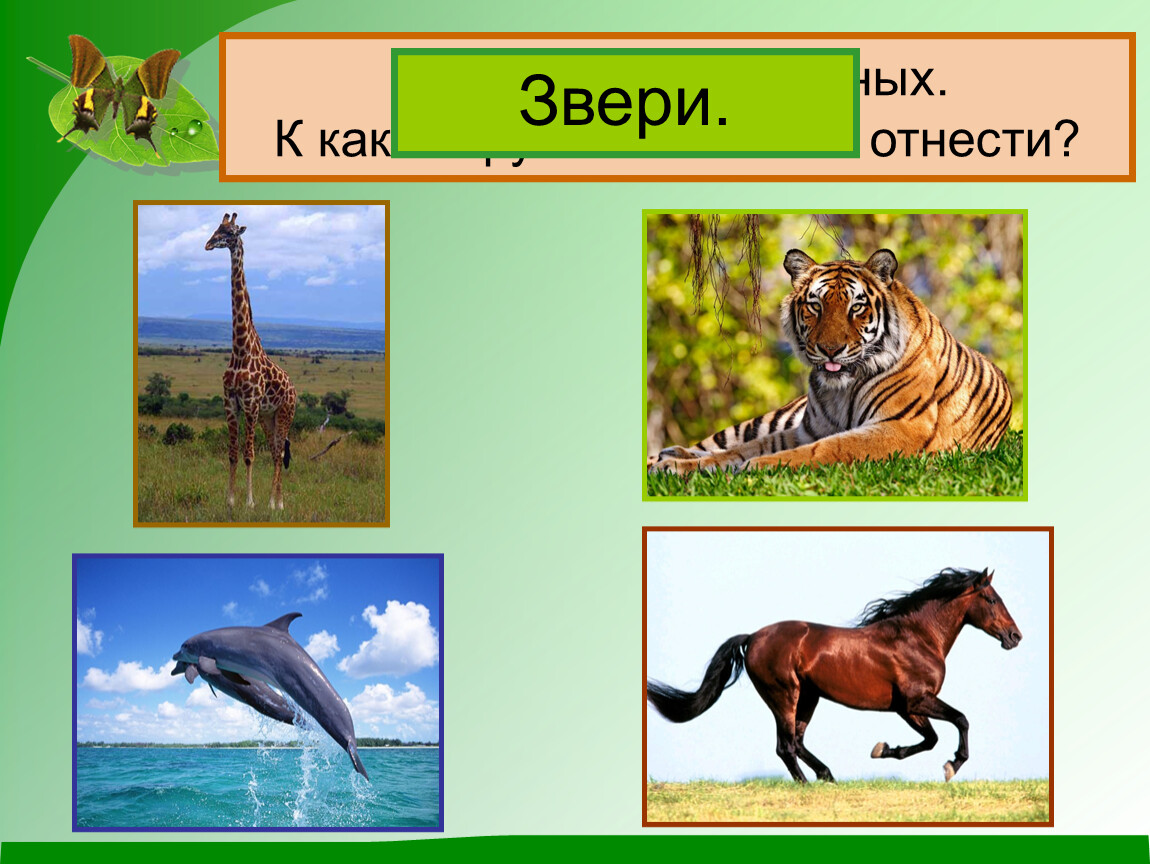 Урок животные 2 класс. Что относится к зверям. Как можно назвать животных. Какие бывают животные 2 класс школа России. Животные относятся к надцарству.