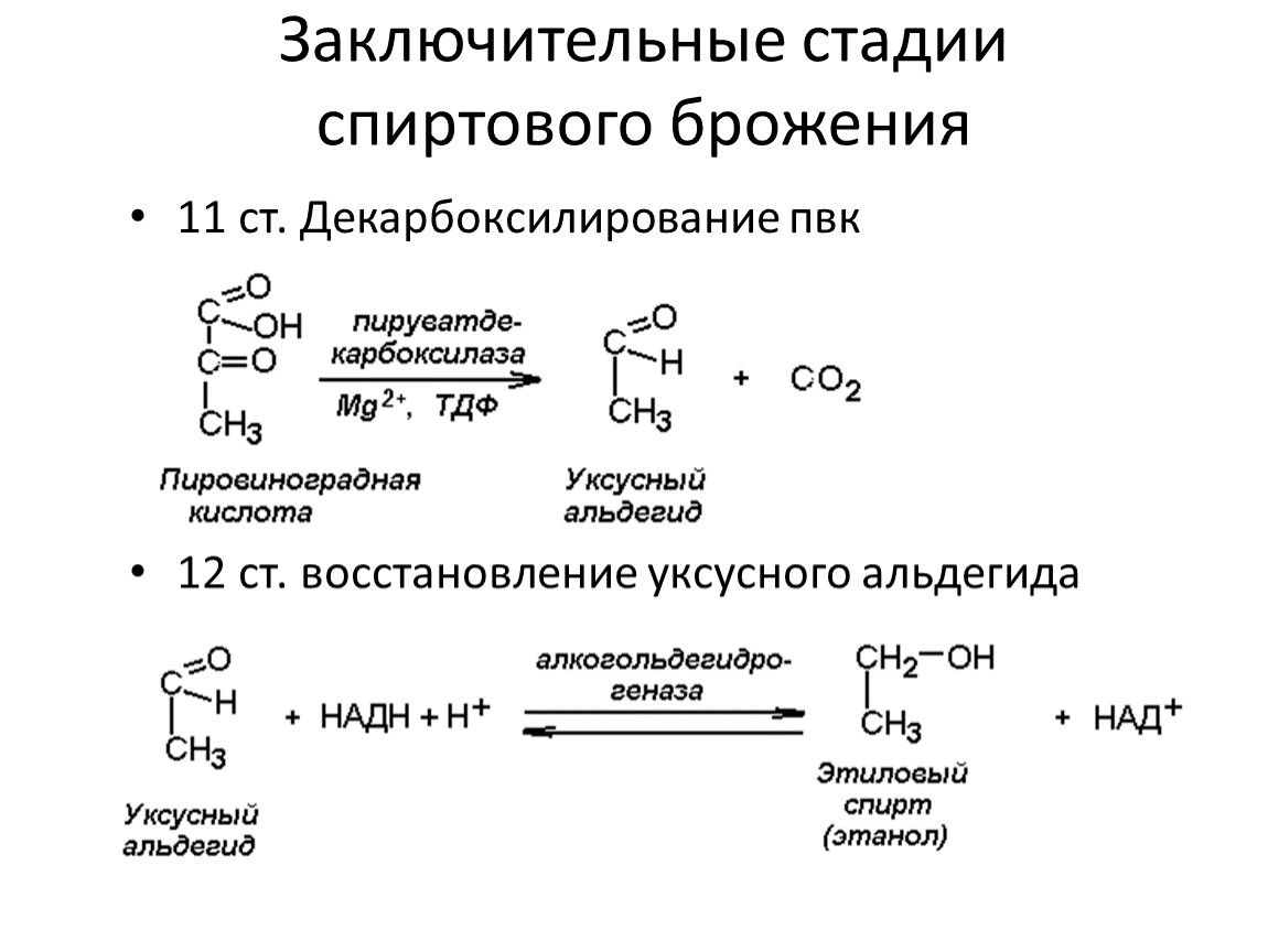 Стадий ферментаций. Спиртовое брожение ПВК. Схема маслянокислого брожения. Схема спиртового брожения биохимия. Механизм реакции спиртового брожения.